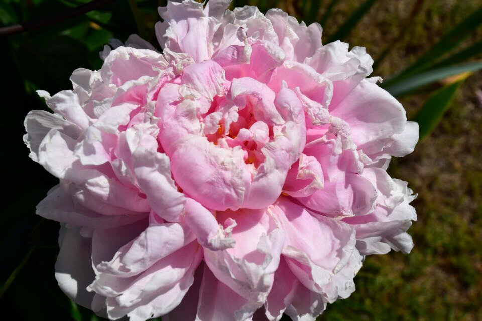 Blossom floral garden