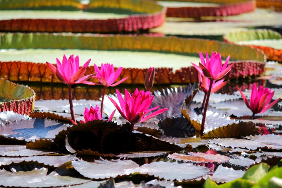 Blossom bloom water