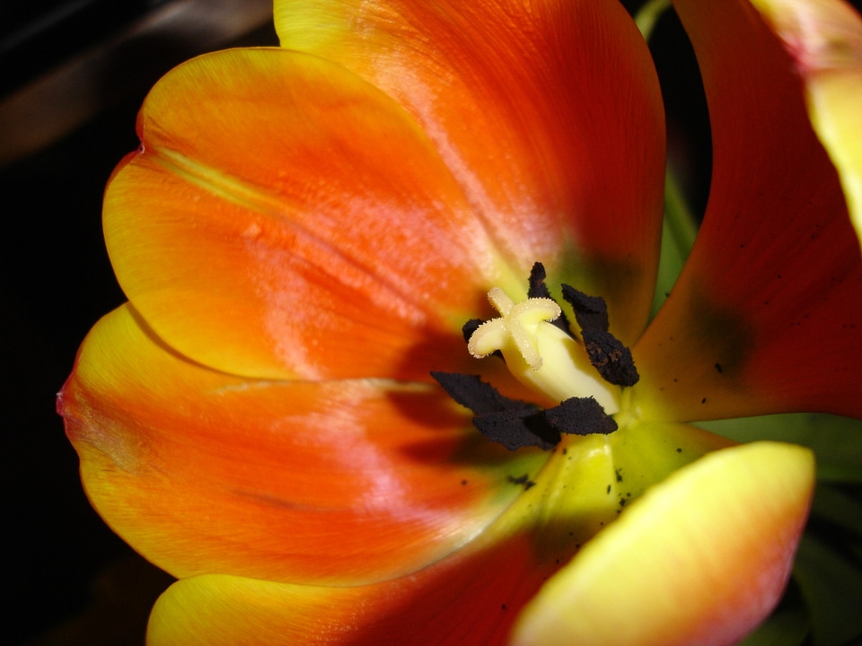 Plant natural blossom