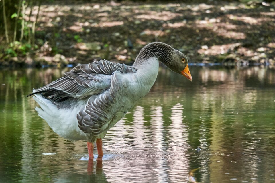 Geese water bird animal