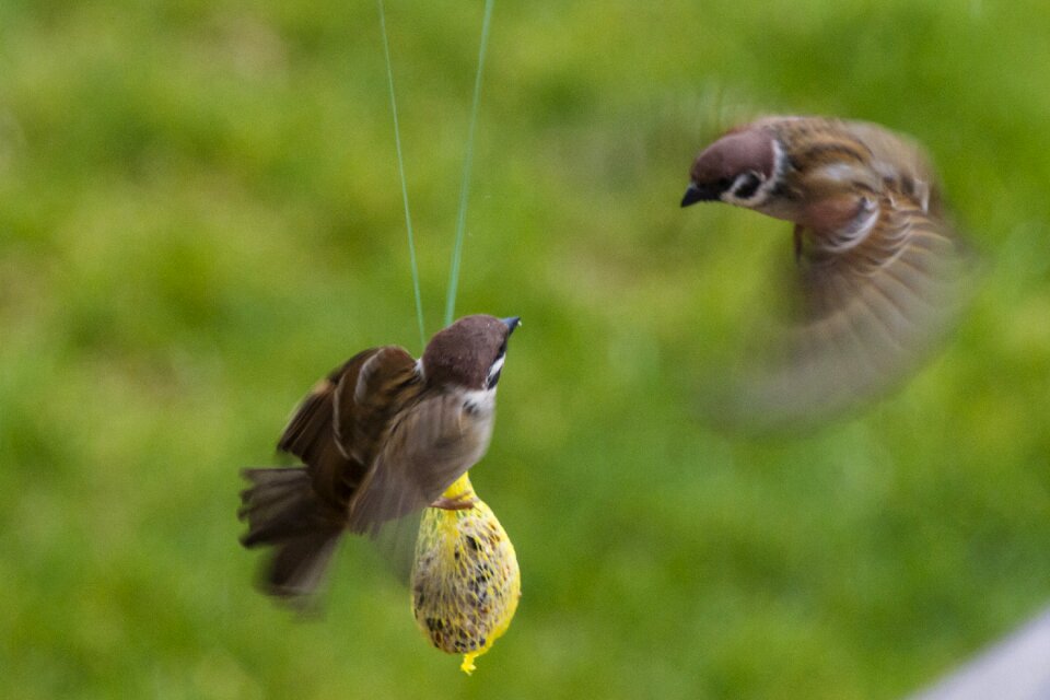 Air combat futterneid house sparrow
