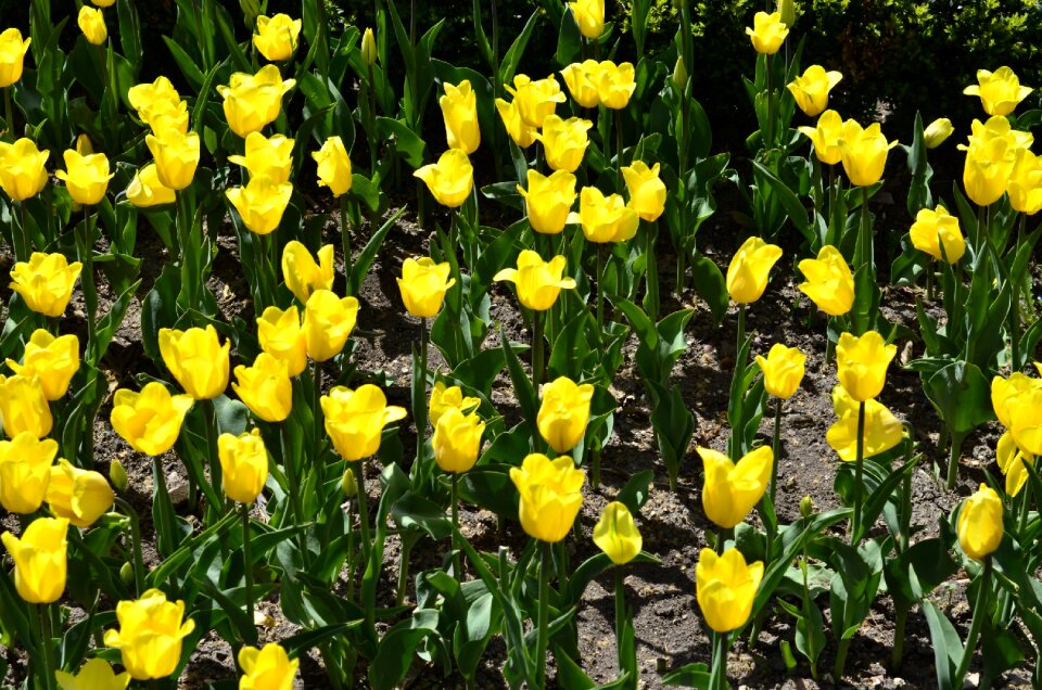 Yellow flowers flower bloom