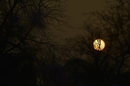 Through tree