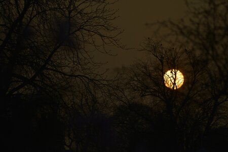 Through tree photo