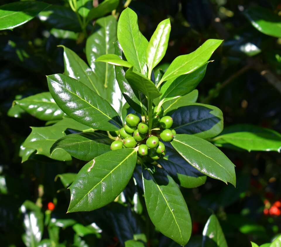 Ornamental garden berries