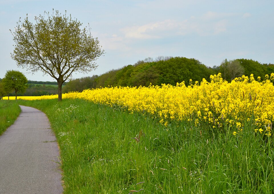Spring grasses oilseed rape