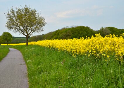 Spring grasses oilseed rape