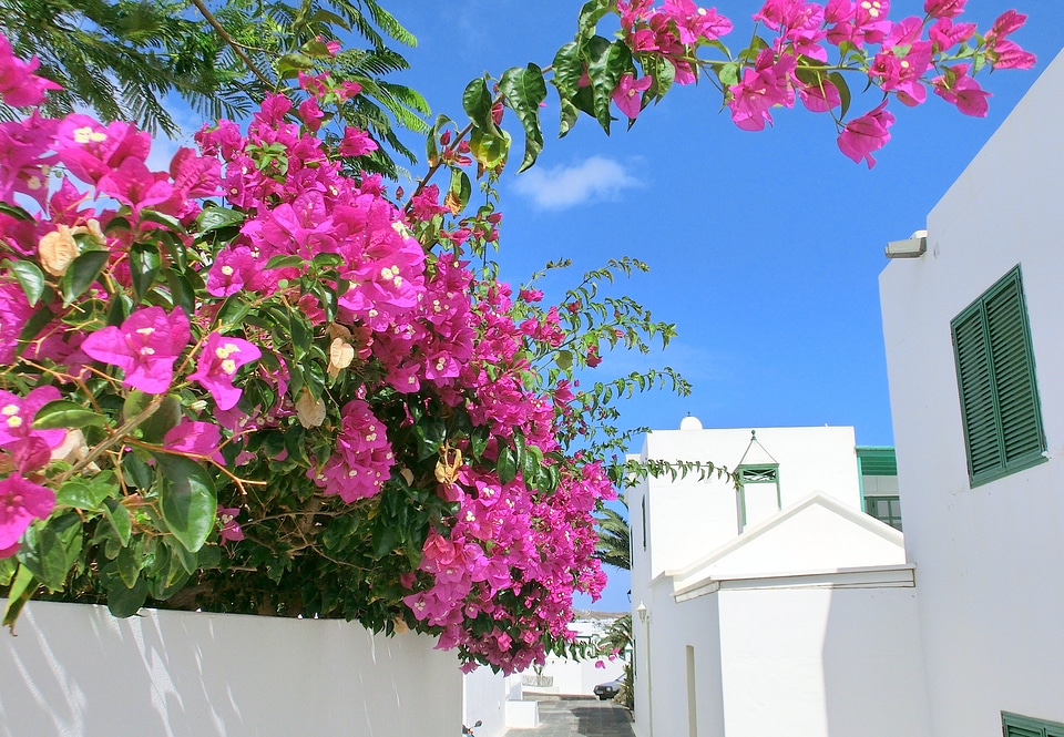 Lanzarote flowers sky