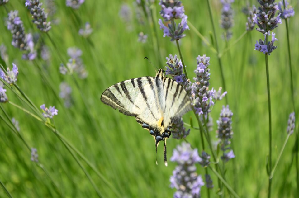 Butterfly lavender field of lavender