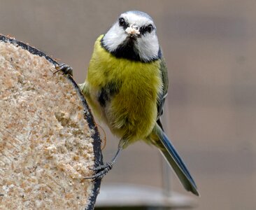 Watchful natural