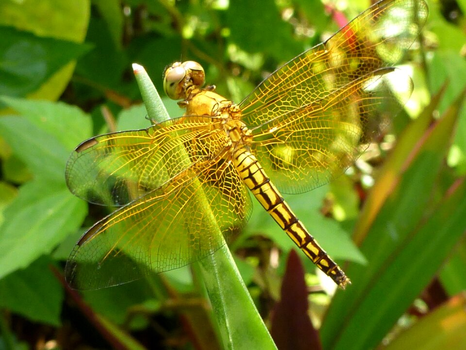 Islands photography insect