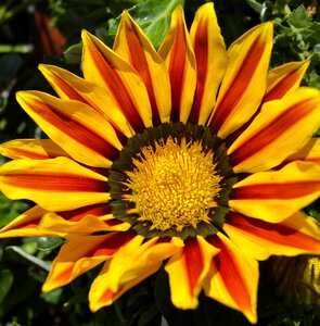 Flower garden summer flower macro