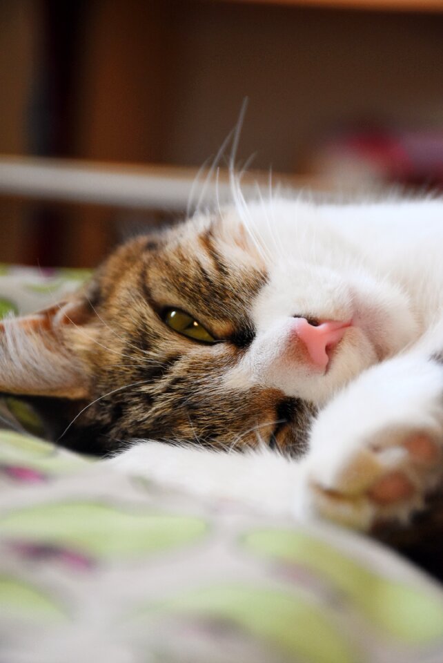 Cat pets cute