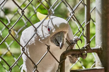 Imprisoned zoo scream