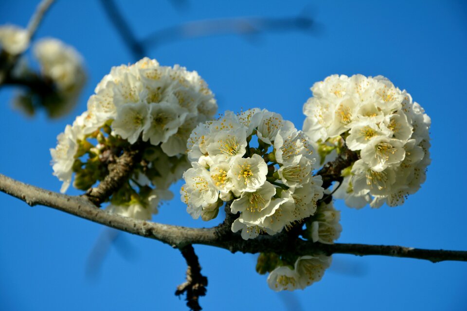 Spring nature sprig