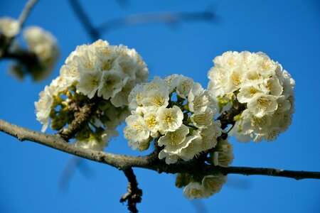 Spring nature sprig
