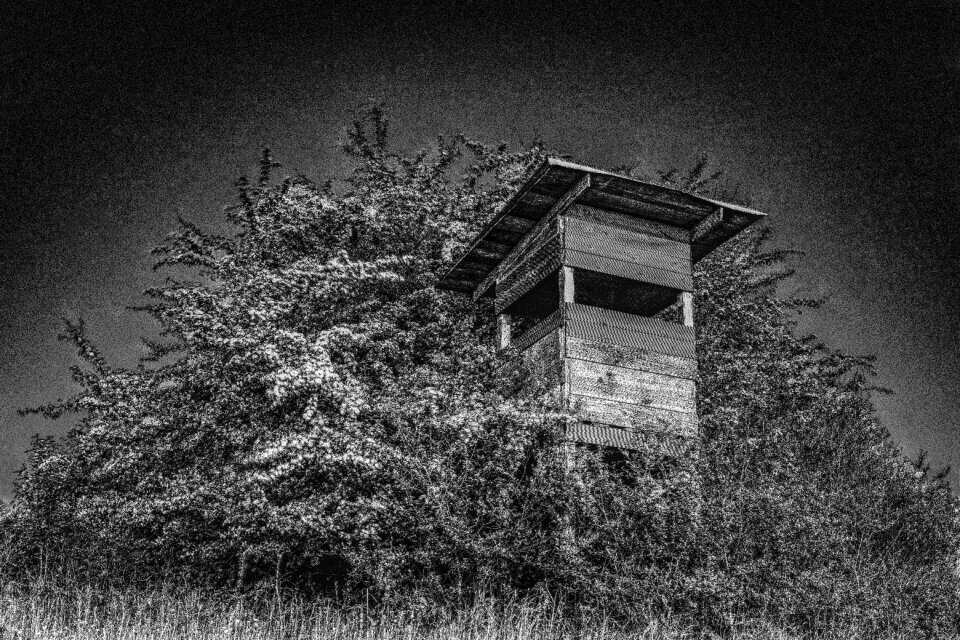 Effective shrubs black white