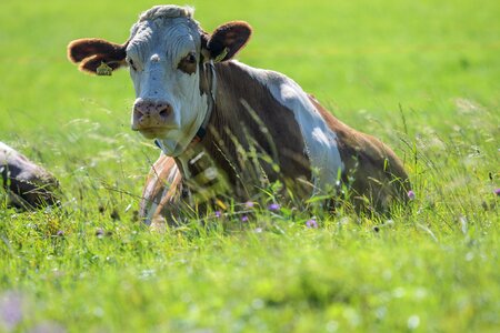 Beef nature alm