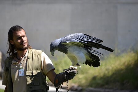 Eagle birds predators