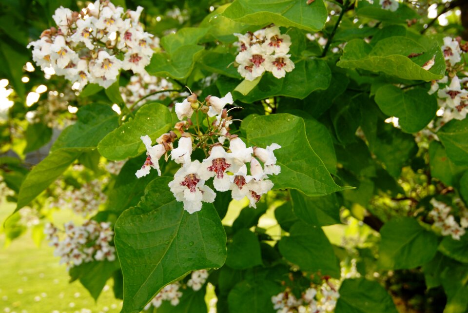 Flowers catalpa whites