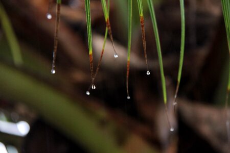 Drop brown rain photo