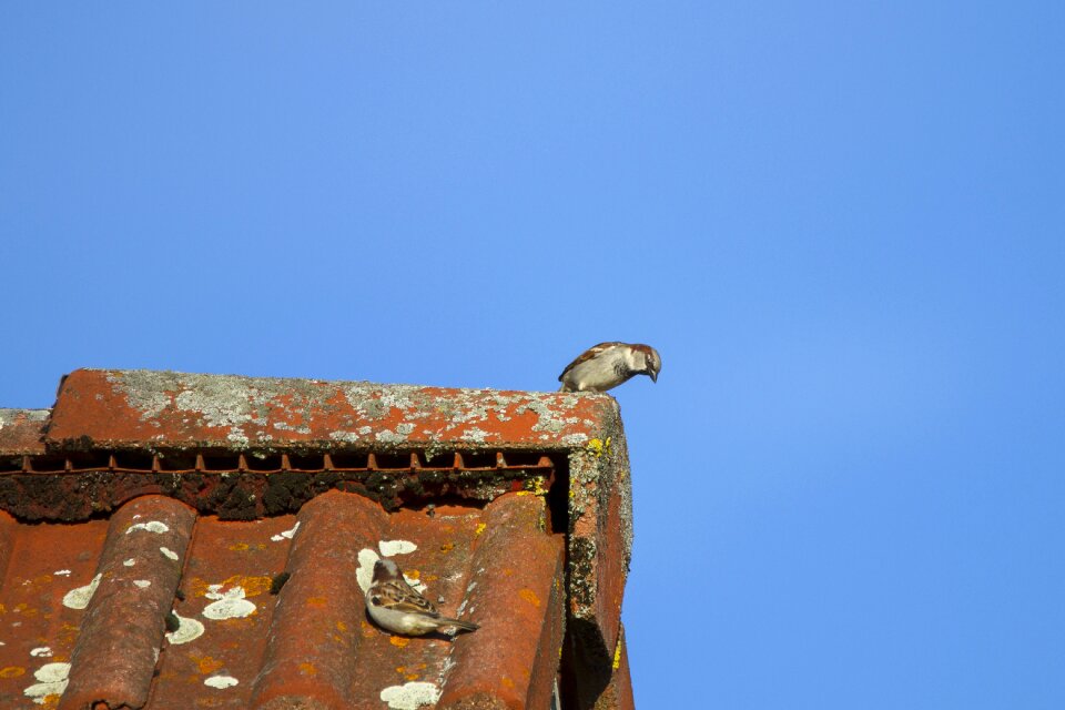 House sparrow hide search