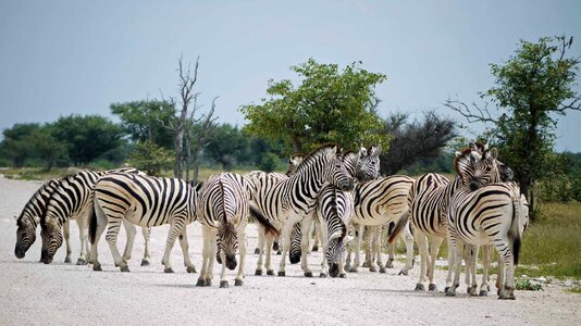 Africa steppe flock