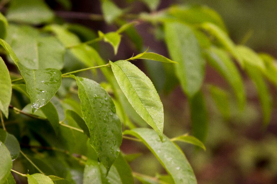 Plant nature green leaves
