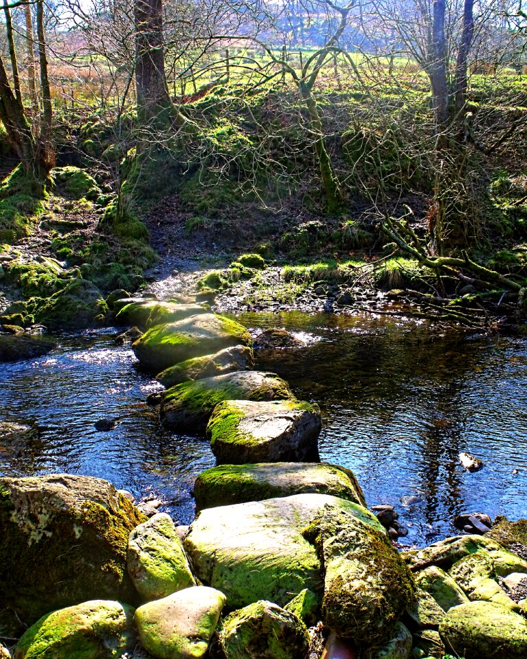 Brook trees nature