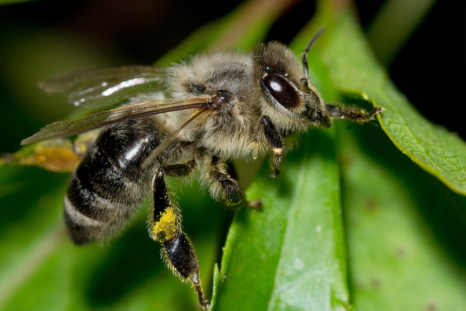 Insect macro detail