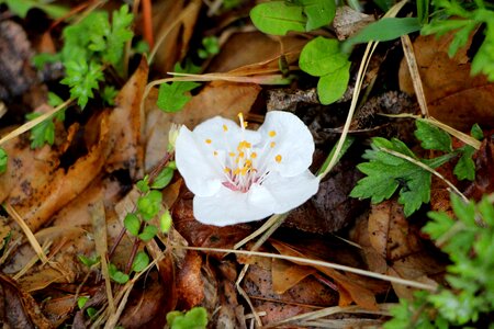 Wood cherry blossom nature photo