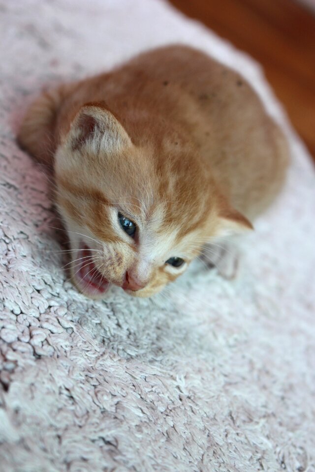 Baby cats cute cat cute animals