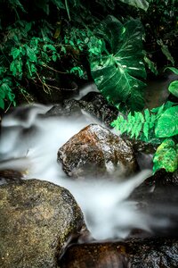Water color slow speed leaf