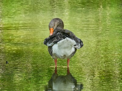 Geese water bird animal