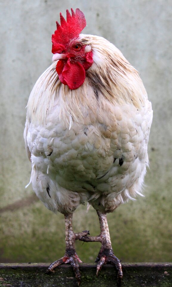Rooster poultry