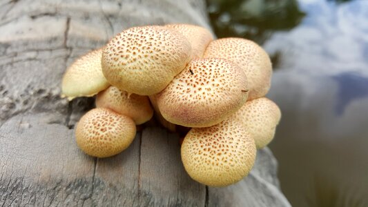 Mushroom organic