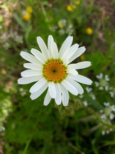 Flower spring nature