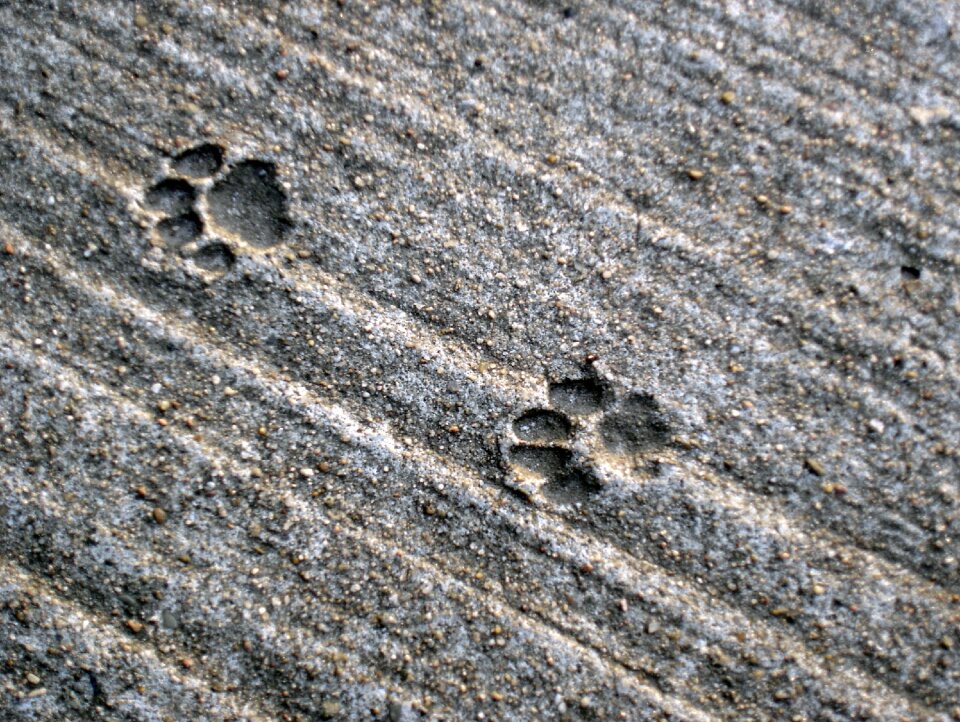 Concrete paws paw print