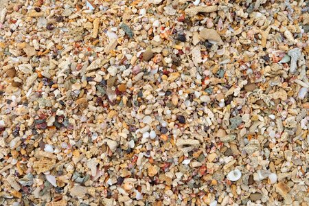 Sea shell marine seashell photo