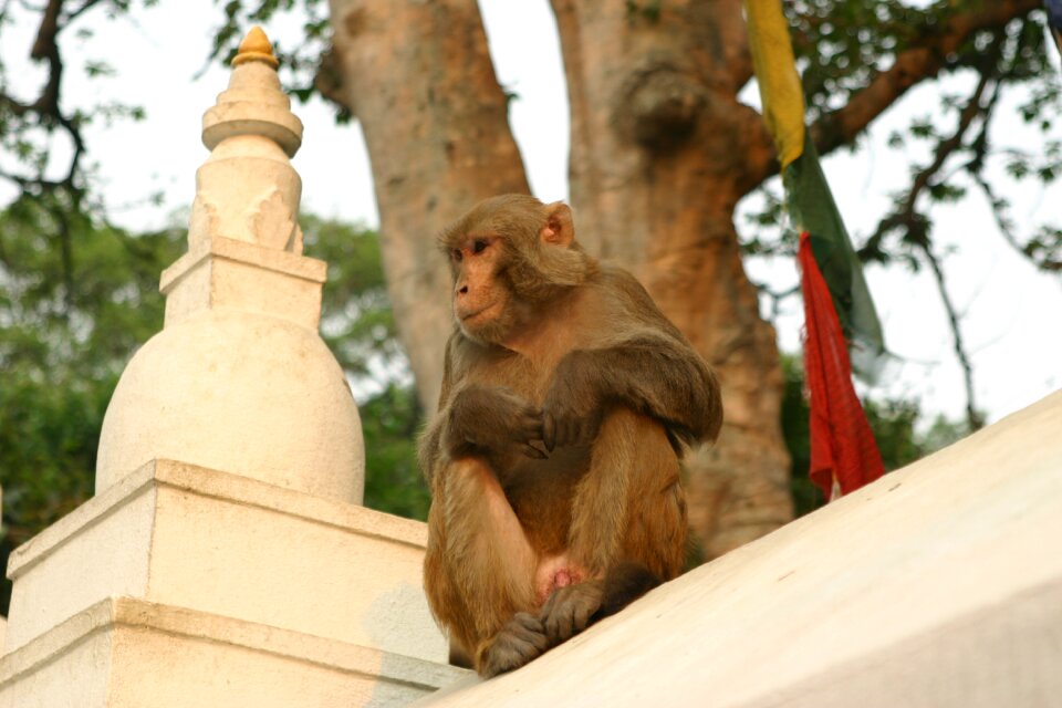 Kathmandu temple nepal