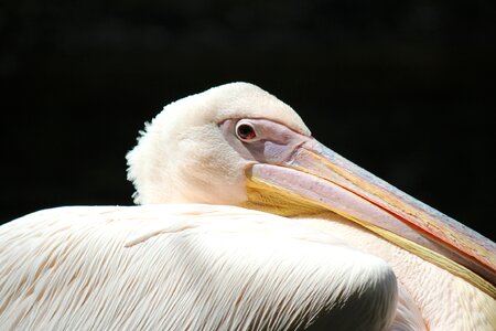 Bird bill sea birds