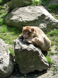 Monkey stone zoo