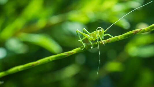 Close up nature grasshopper photo