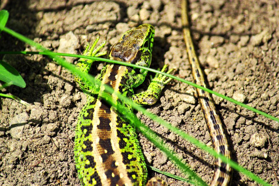 Salamander green amphibians