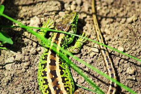 Salamander green amphibians photo