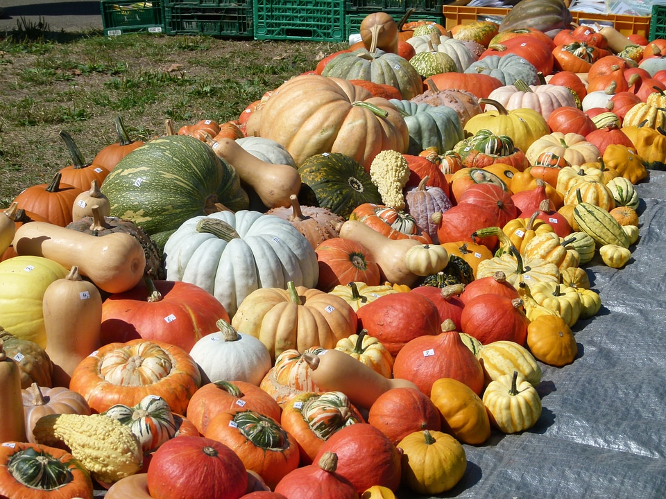 Halloween thanksgiving harvest photo