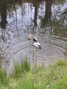 Ducks water nature