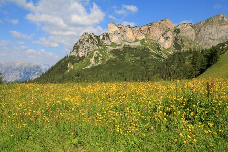 Yellow alpine landscape photo