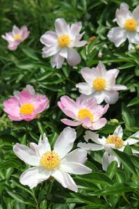 Spring floral plant