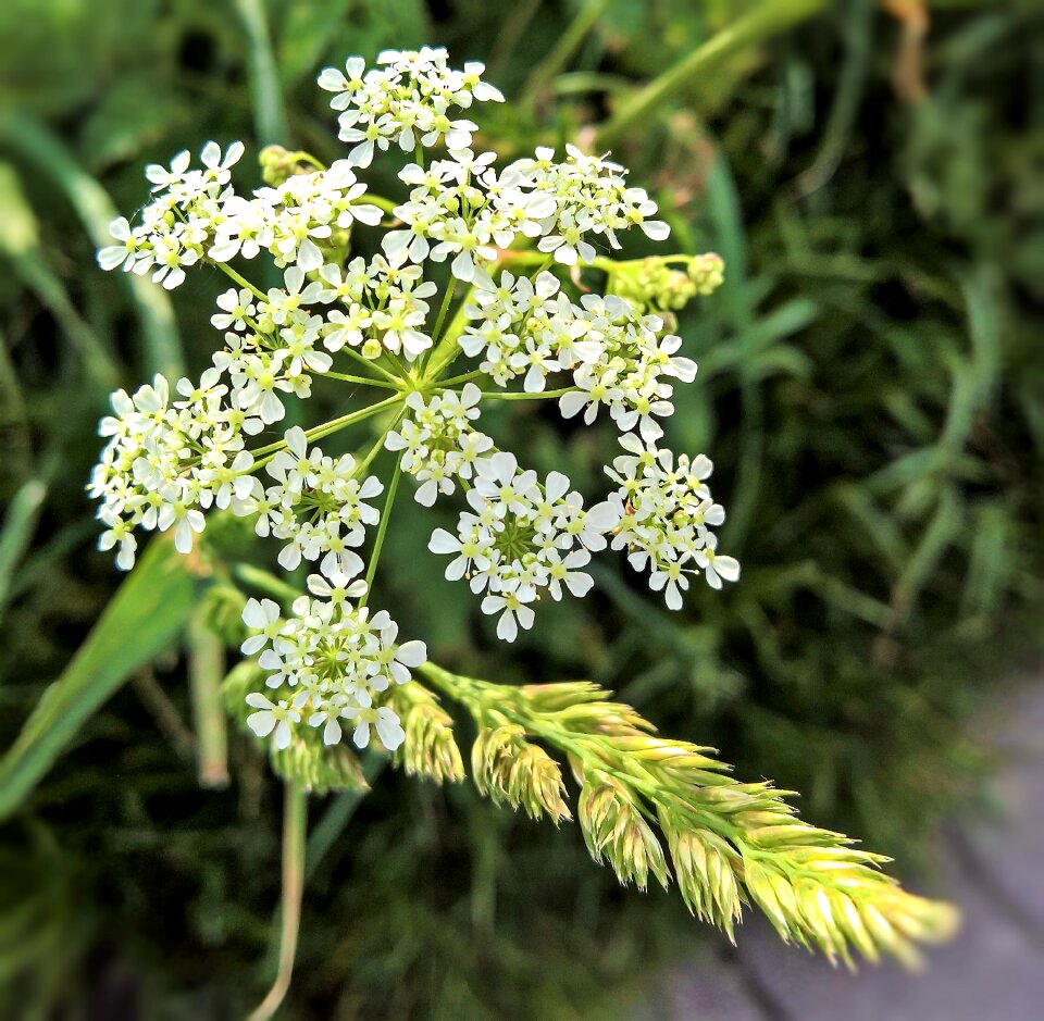Medicinal plant white flowers small